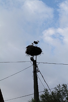 IMG_2118 Owner Albert's Stork Nest